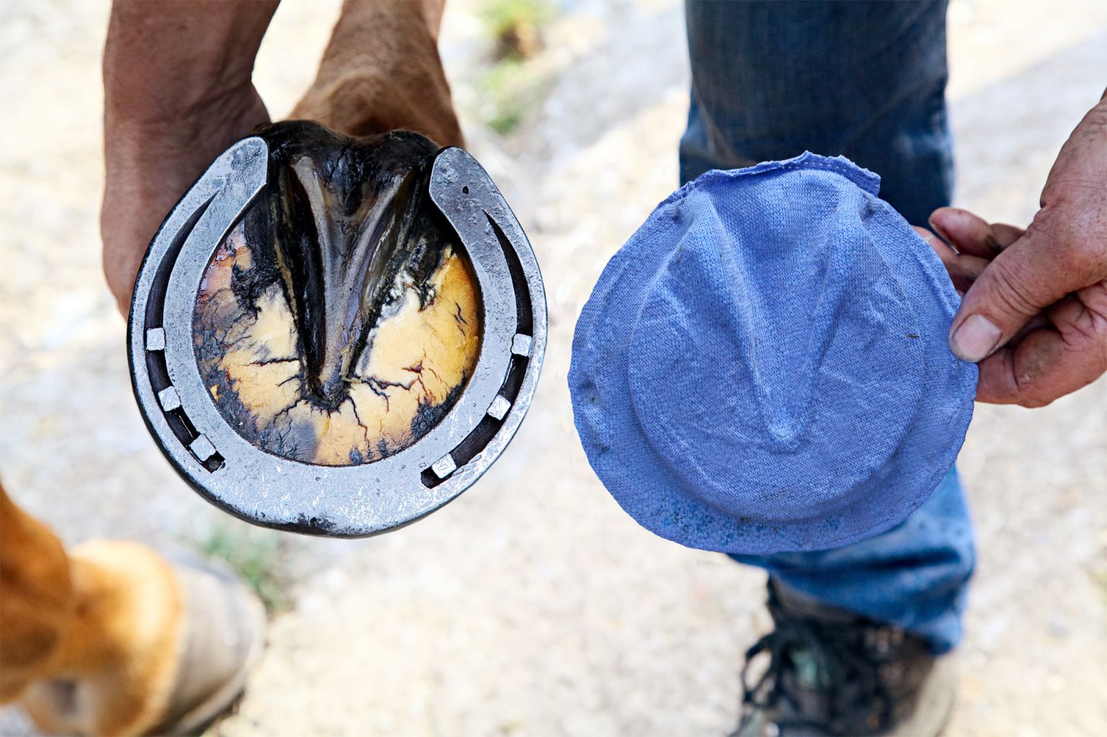 equine-boots-for-sore-feet-division-of-global-affairs