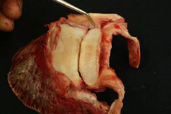 Looking downwards on the Coffin and Navicular bones showing the collateral ligaments of the Navicular bone.