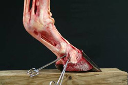 Lateral view of the ligaments below the Fetlock