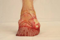 The Coffin bone and the Collateral Cartilages