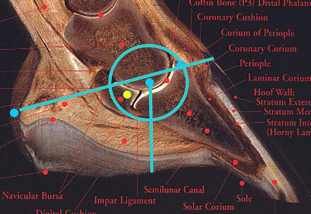 Locating the centre of the Coffin Joint without an X-ray