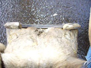 Roller shoes with ground surface nicely rounded.