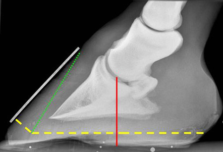 aAmount required to be trimmed in this unshod hoof to achieve a balanced coffin joint.