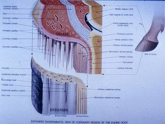 Hoof Cracks or Stress Fractures of the Hoof Capsule - Forge and Farrier
