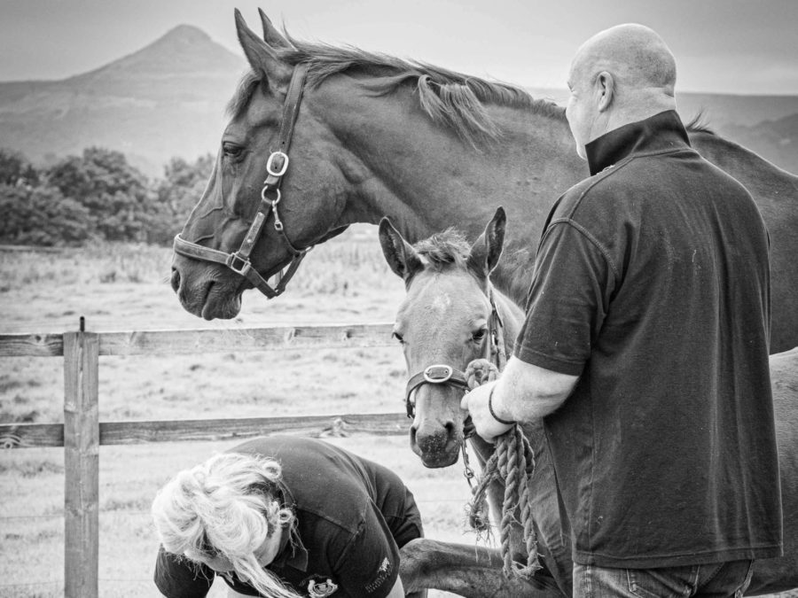 horse being held while foal treated by farrier