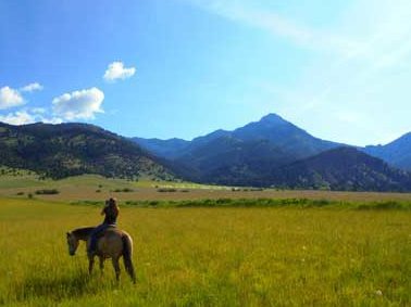 horse and rider in meadow