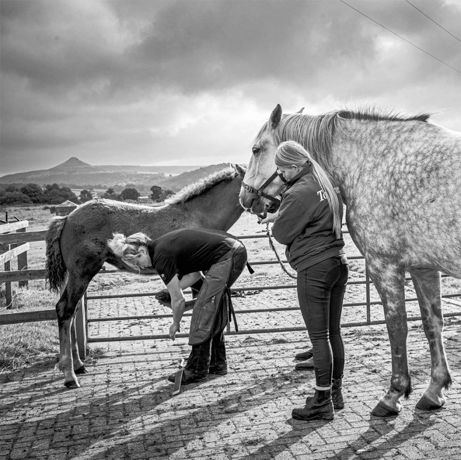 horse being held while foal treated by farrier