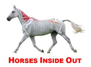 Horses Inside Out