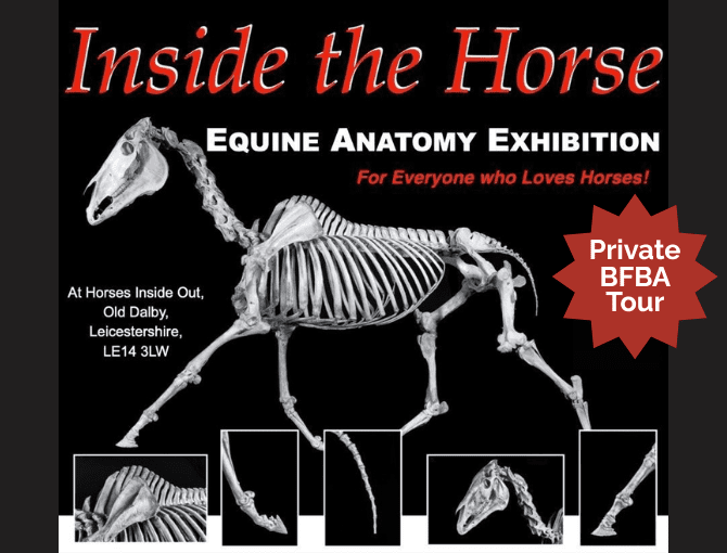 Inside Horses Exhibition Private Tour