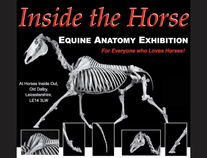 Inside Horses Exhibition