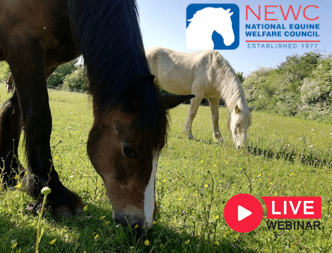NEWC Webinar